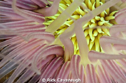 Tube anemone taken about 30 feet from the shore in Anilao... by Rick Cavanaugh 